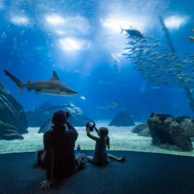 Immagine cover di Oceanário di Lisbona: Biglietto d&#039;ingresso