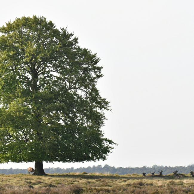 Immagine cover di Parco Nazionale De Hoge Veluwe