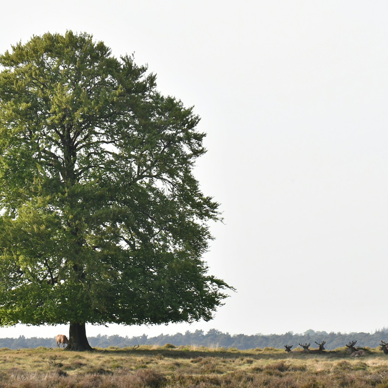 Immagine cover di Parco Nazionale De Hoge Veluwe