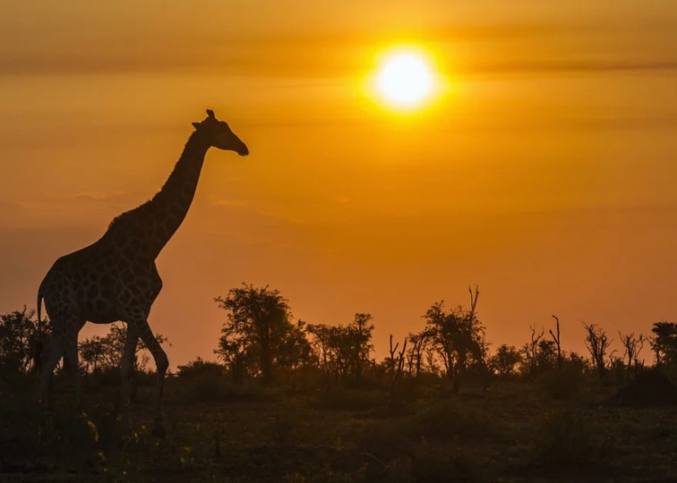 SUDAFRICA - URBAN & WILDLIFE