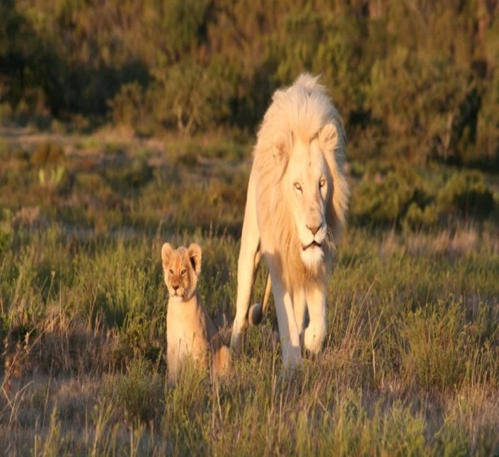 TOUR MERAVIGLIA DEL SUDAFRICA