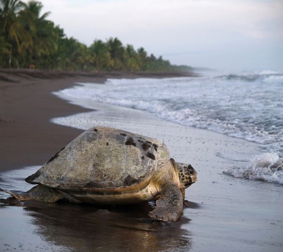 COSTA RICA & PANAMA - FORESTE, VULCANI E VIE D'ACQUA