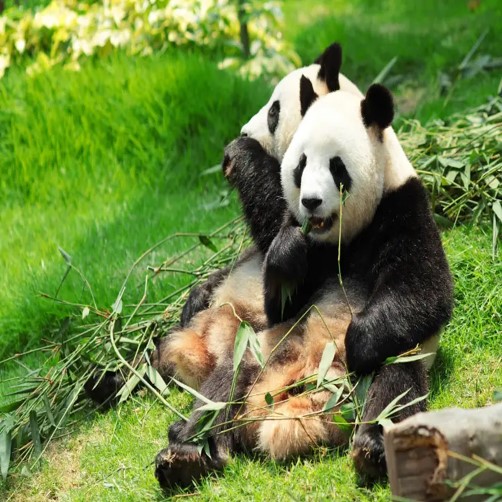 CINA - IL FASCINO SEGRETO DEL REGNO DEL DRAGONE