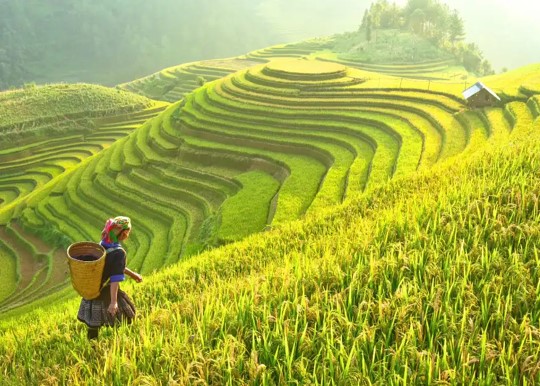 VIETNAM e CAMBOGIA - PERLE INDOCINESI