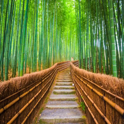 GIAPPONE: ARMONIE GIAPPONESI