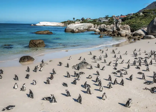 SUDAFRICA - URBAN & WILDLIFE