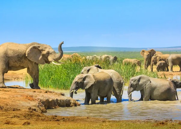 SUDAFRICA - URBAN & WILDLIFE