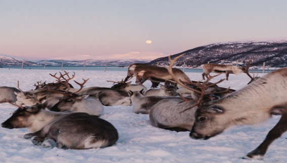 NORVEGIA: SOTTO IL CIELO DI TROMSO